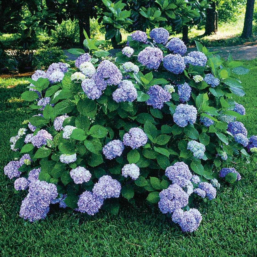 Hydrangea 'Nikko Blue'