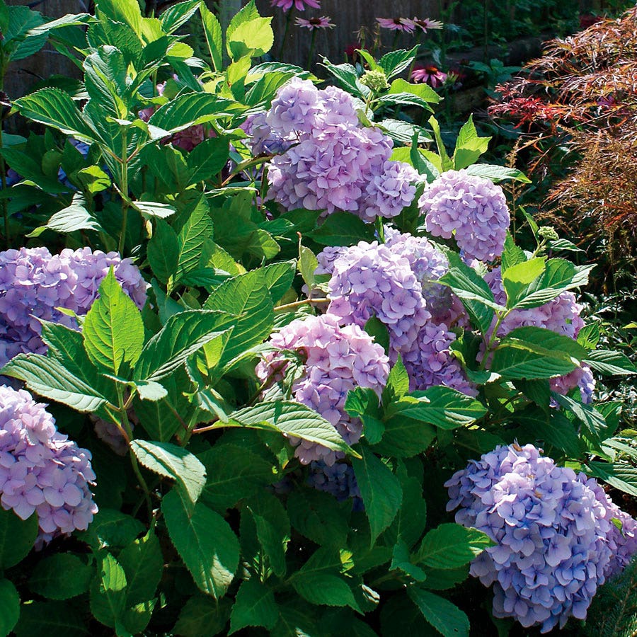 Hydrangea 'Nikko Blue'
