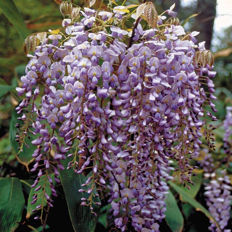 Blue Moon Wisteria
