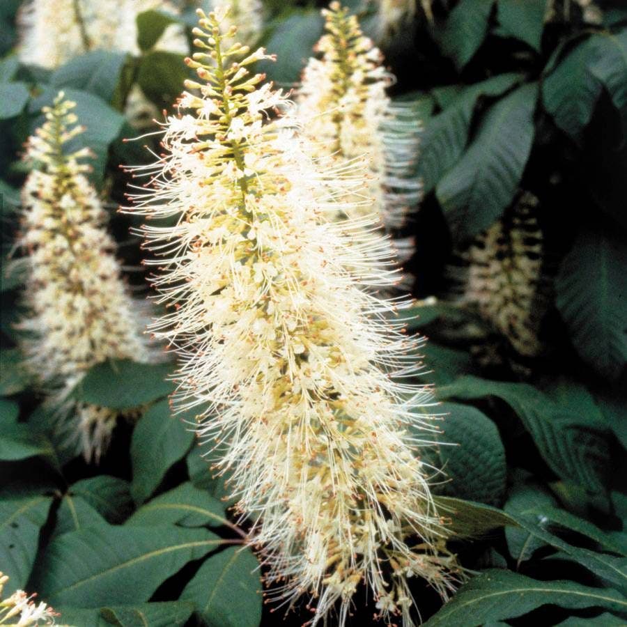 Bottlebrush Buckeye Tree