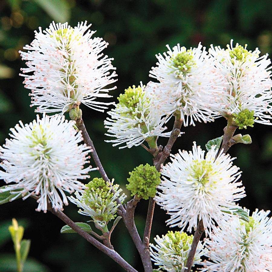 Mount Airy Fothergilla gardenii Shrub