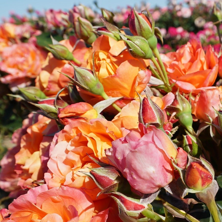 Disneyland Floribunda Rose