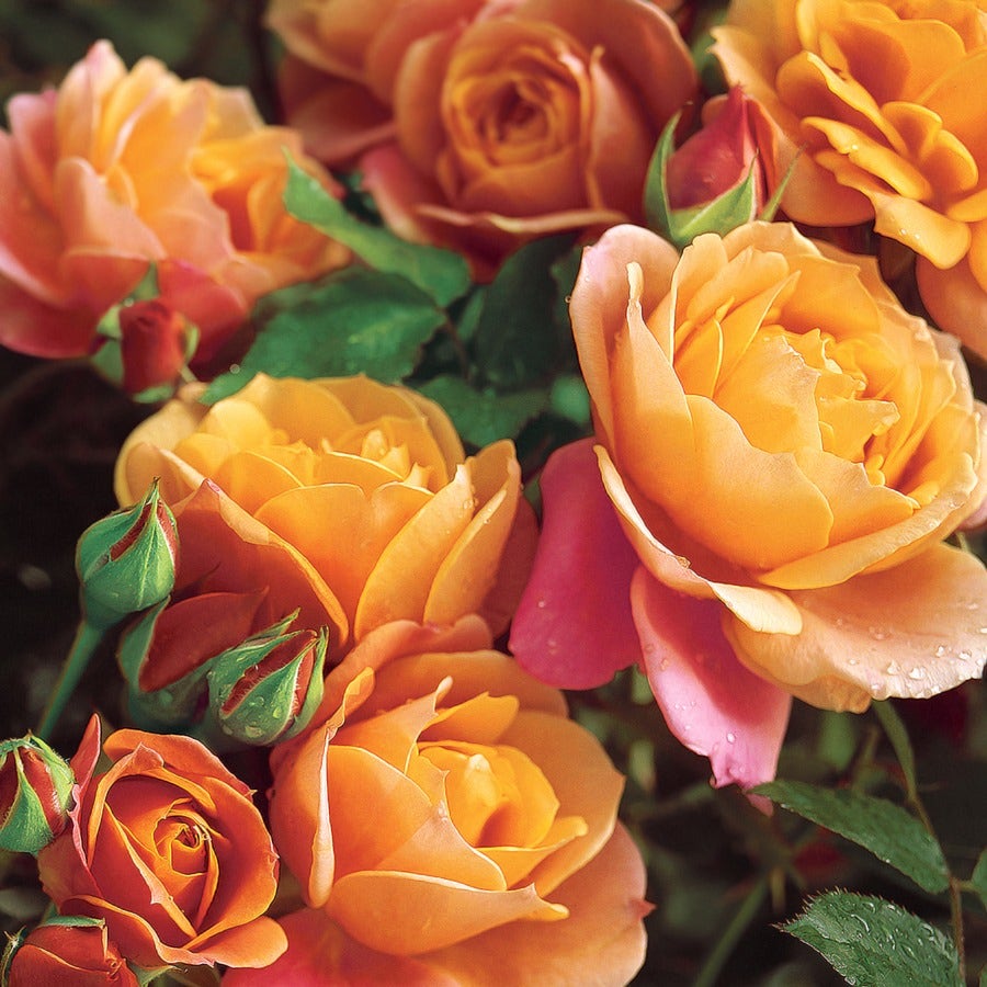 Disneyland Floribunda Rose