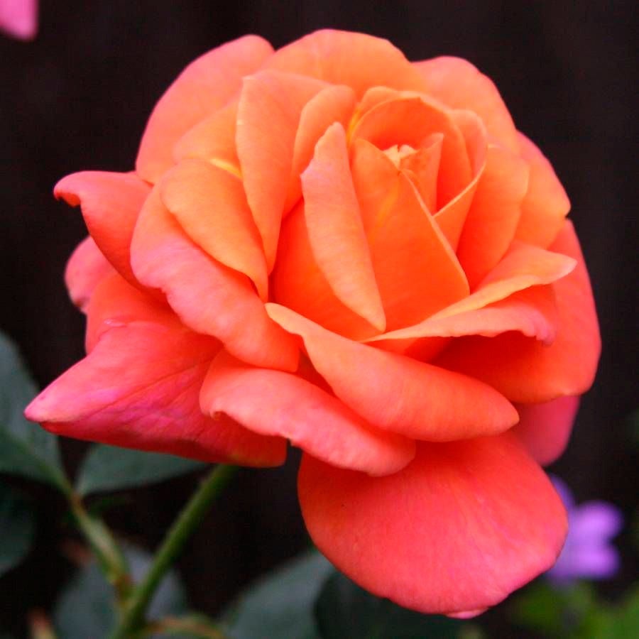 Disneyland Floribunda Rose