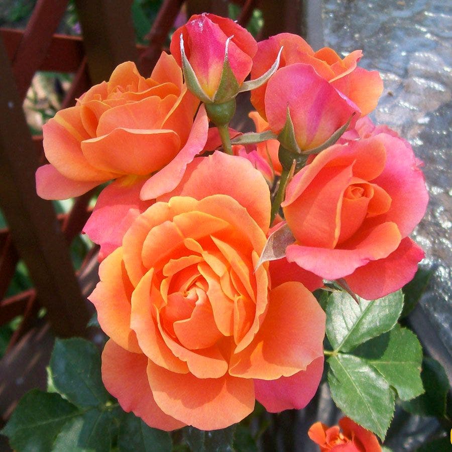 Disneyland Floribunda Rose