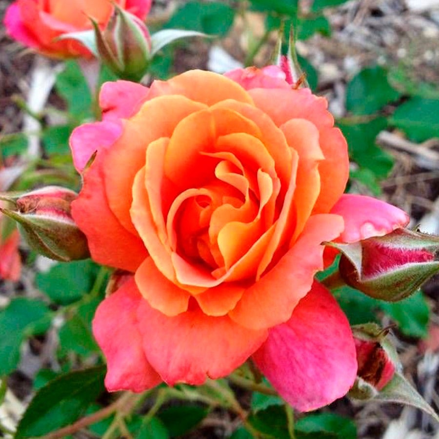 Disneyland Floribunda Rose
