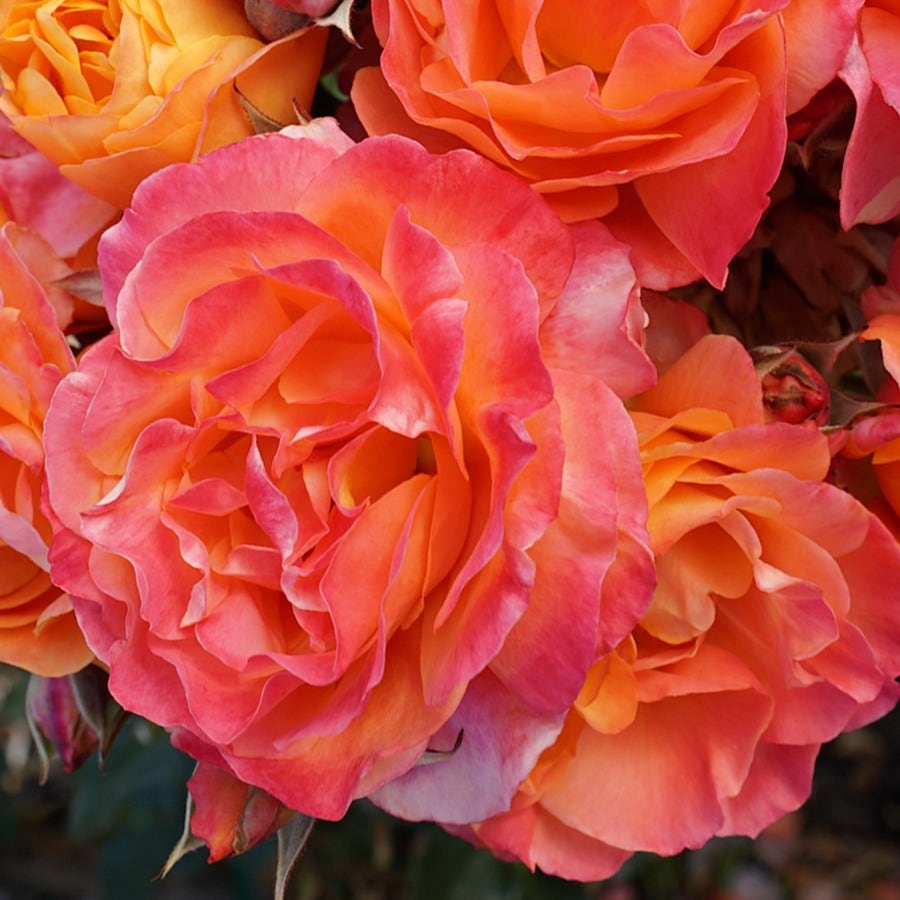 Disneyland Floribunda Rose