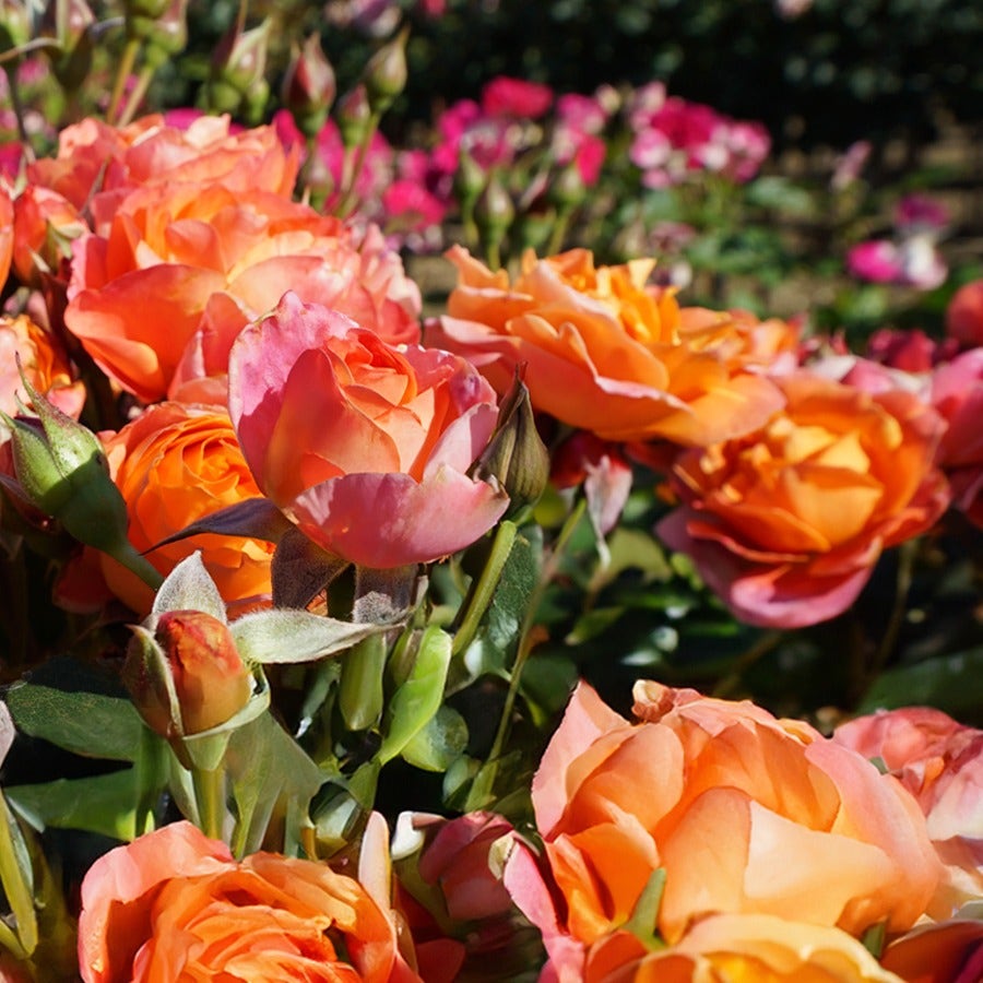 Disneyland Floribunda Rose