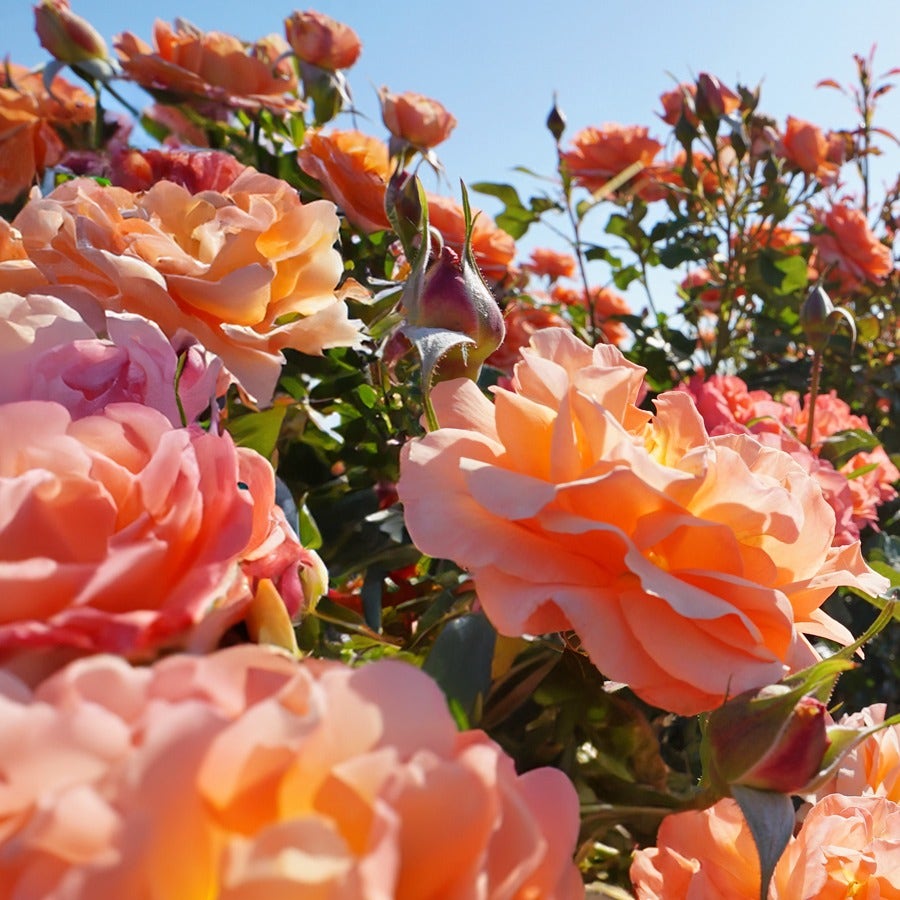Disneyland Floribunda Rose