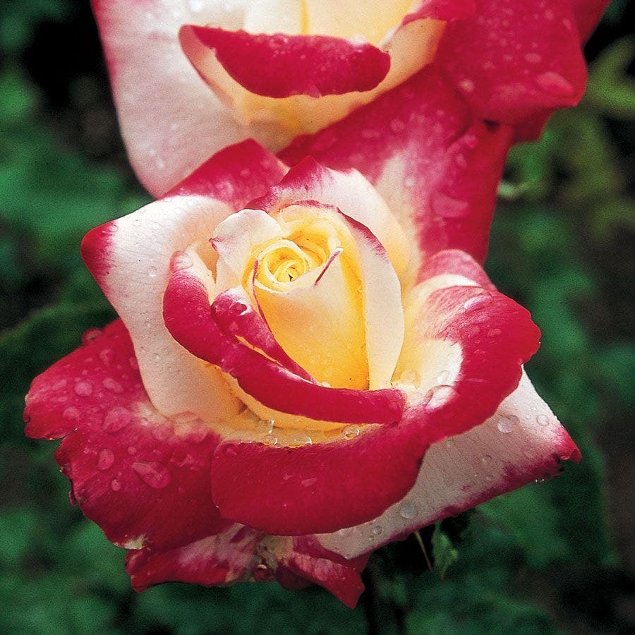 Double Delight Hybrid Tea Rose