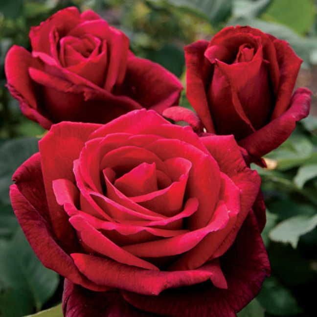 Mister Lincoln Hybrid Tea Rose