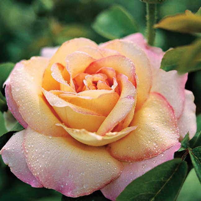 Peace Hybrid Tea Rose