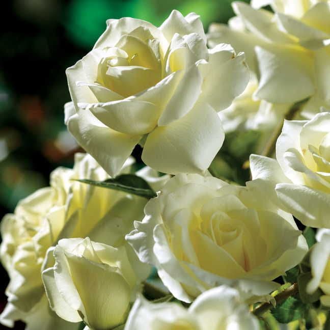 Moondance Floribunda Rose