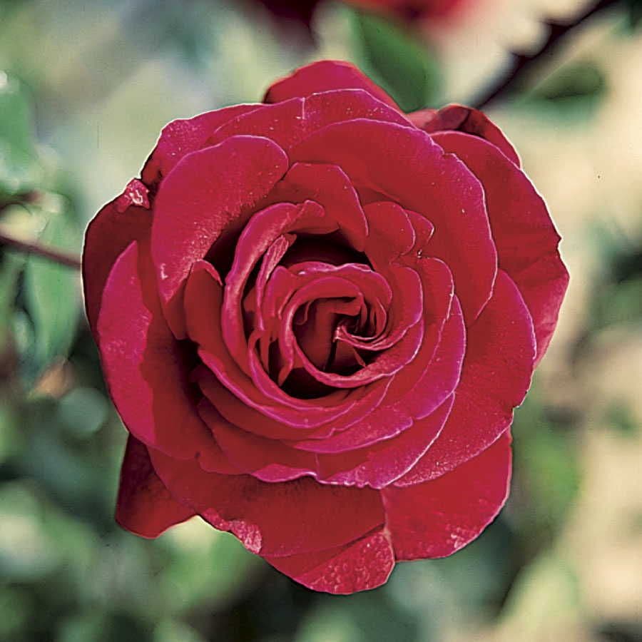 Don Juan Climbing Rose