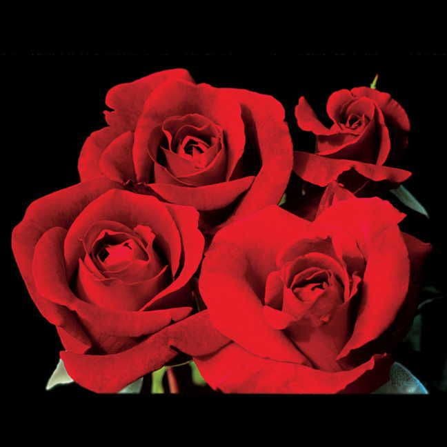 Don Juan Climbing Rose