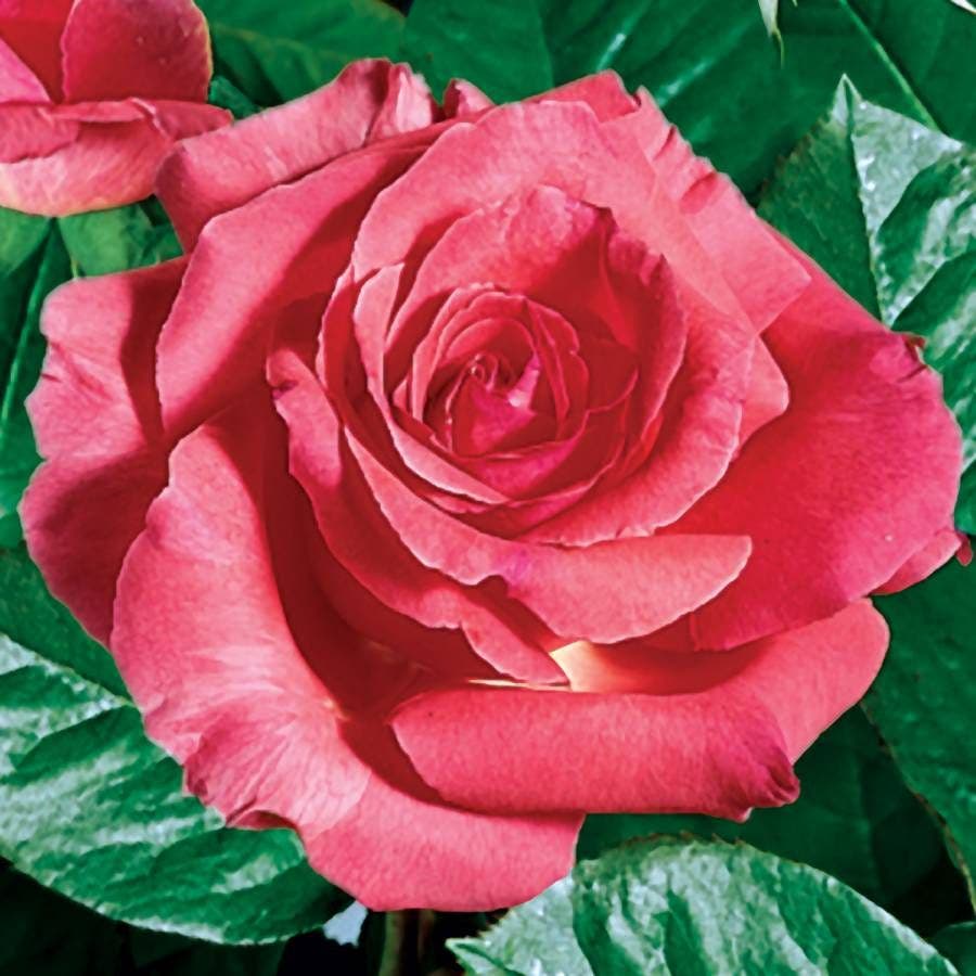 America Climbing Rose