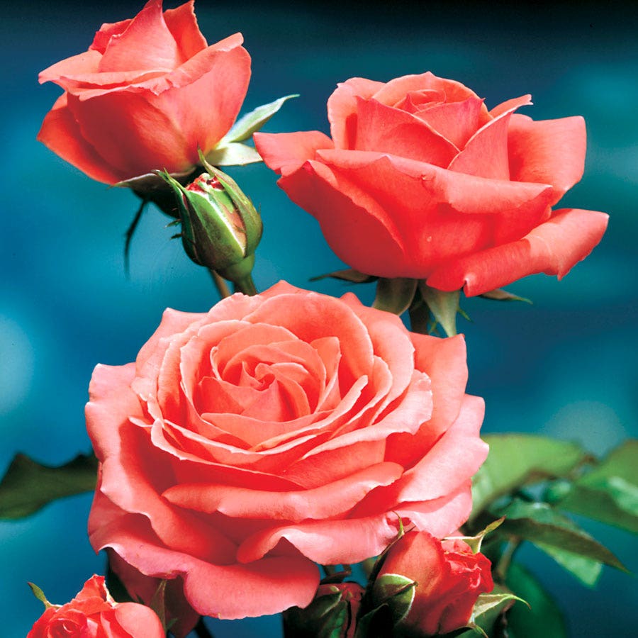 America Climbing Rose