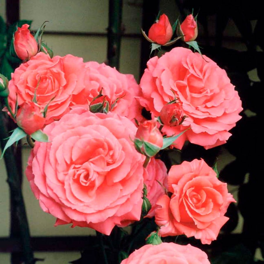 America Climbing Rose