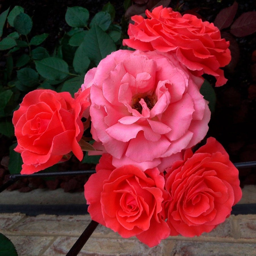 America Climbing Rose