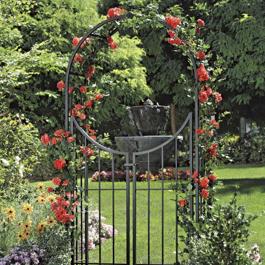 Blaze of Glory Climbing Rose