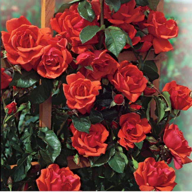 Blaze of Glory Climbing Rose