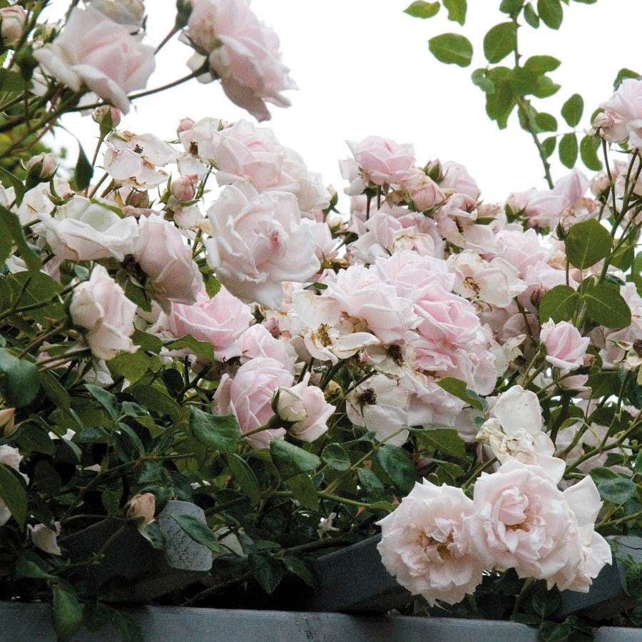 new dawn rose seeds Rosa New Dawn | Pink/Red