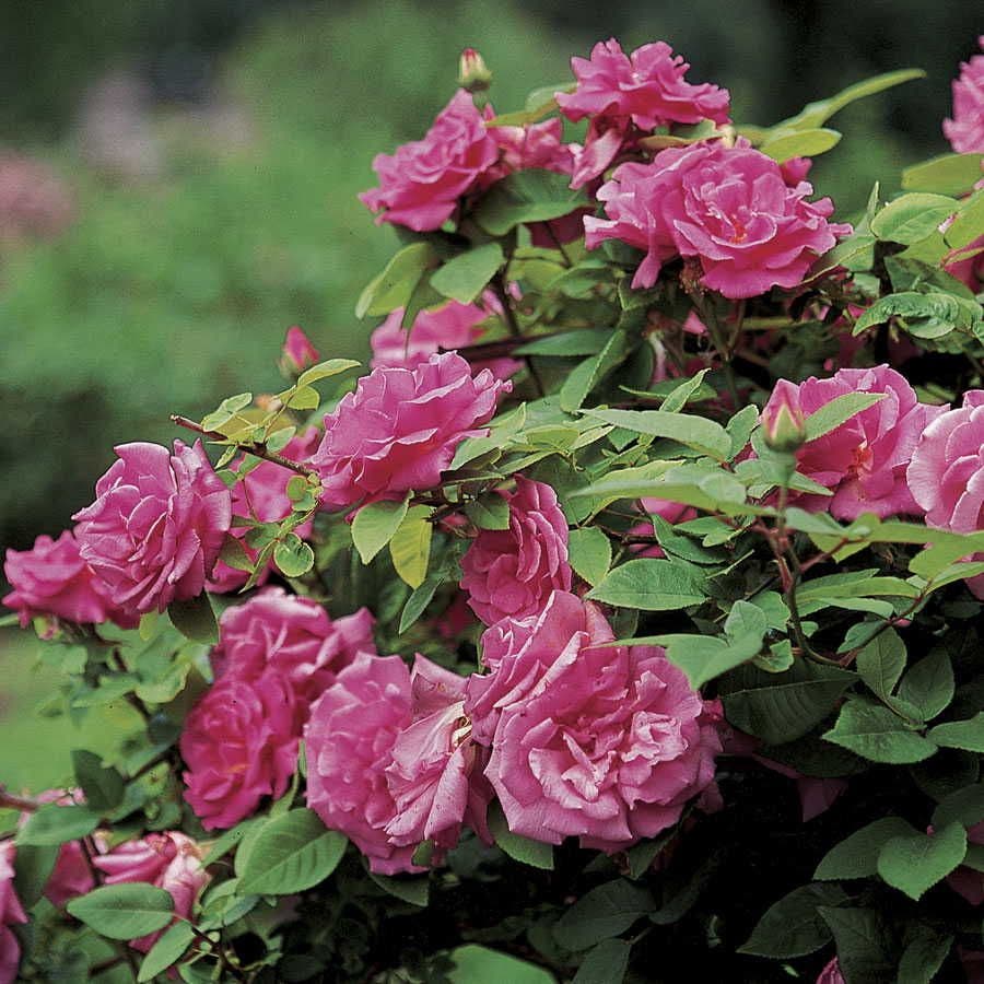 Zephirine Drouhin Climbing Rose