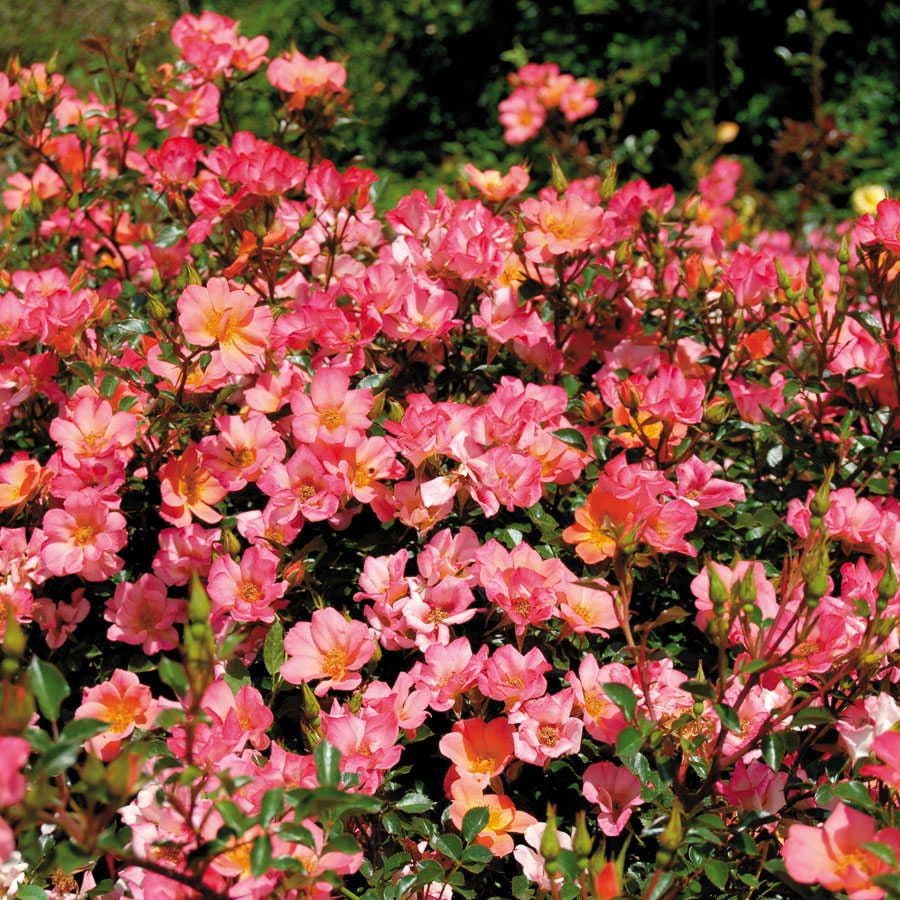 Happy Chappy Ground Cover Rose