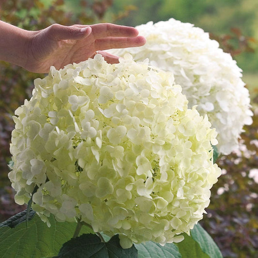 Hydrangea Incrediball® Smooth Hydrangea