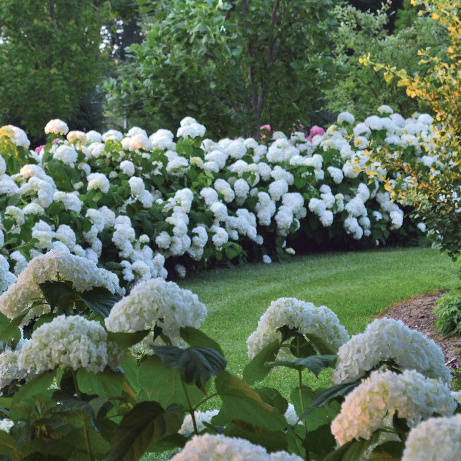 Hydrangea Incrediball® Smooth Hydrangea