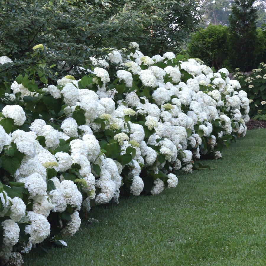 Hydrangea Incrediball® Smooth Hydrangea