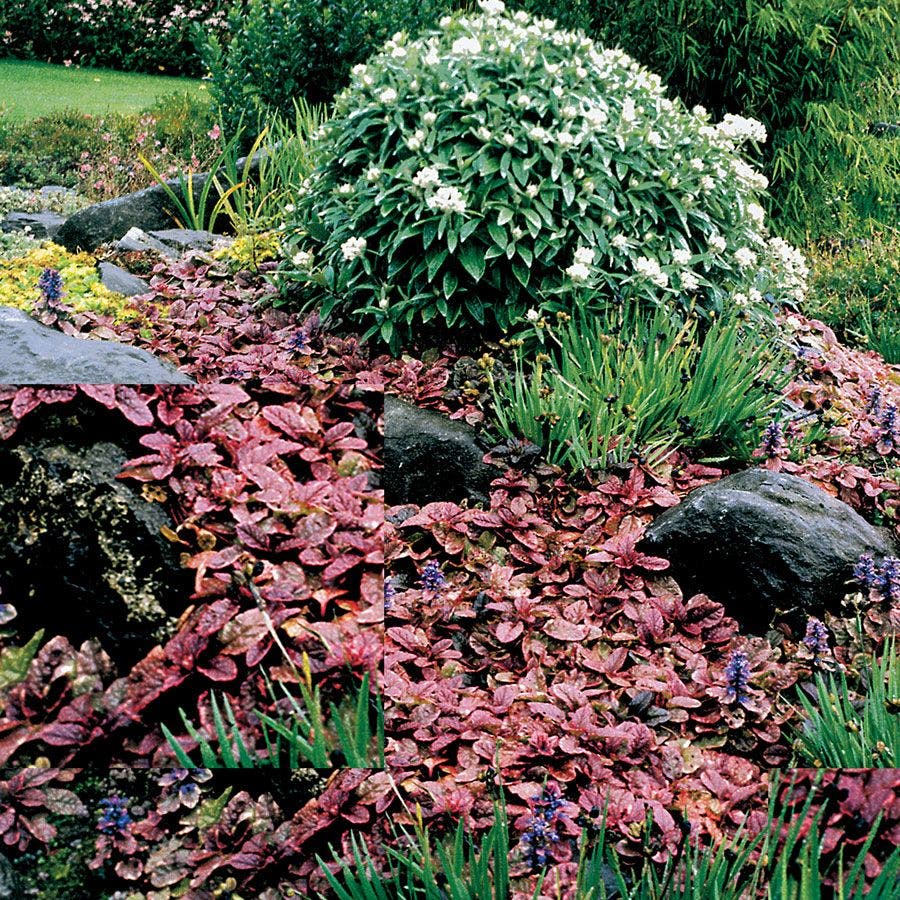 Ajuga 'Burgundy Glow' Bugleweed