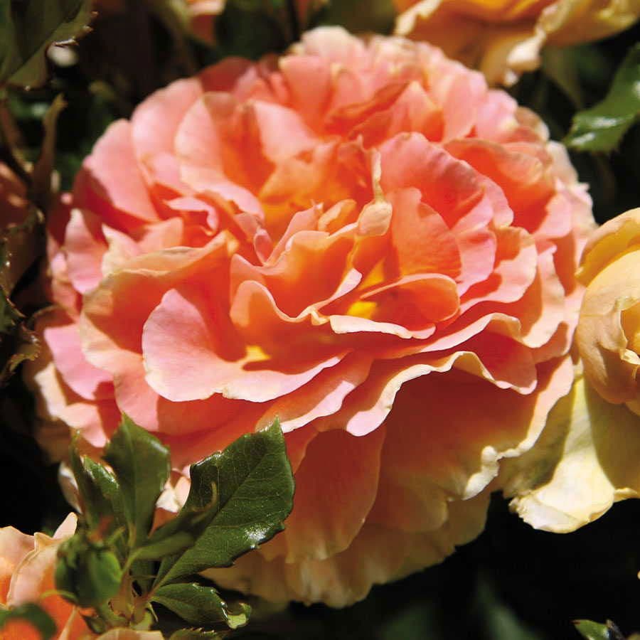 floribunda rose seeds Caribbean Breeze Floribunda Rose
