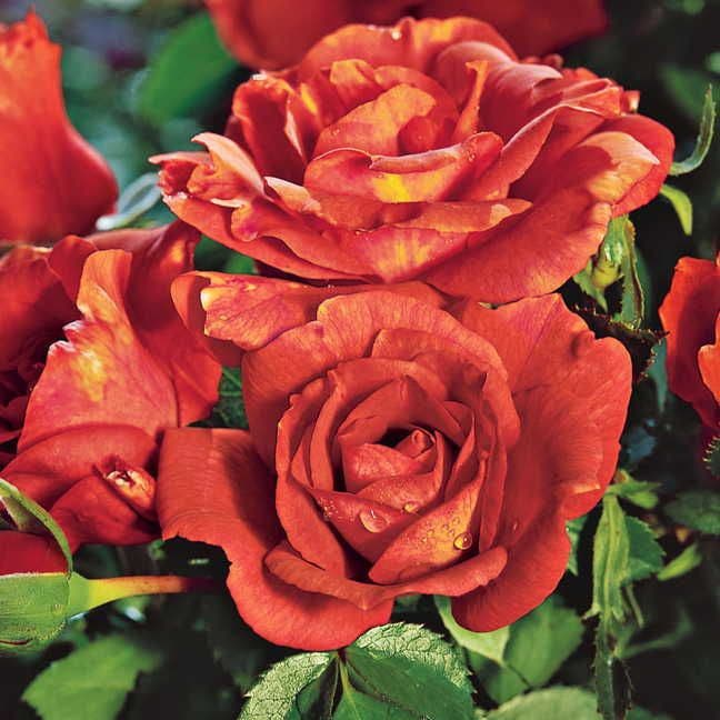 Laura Bush Floribunda Rose