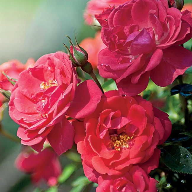 Oso Easy® Mango Salsa Shrub Rose