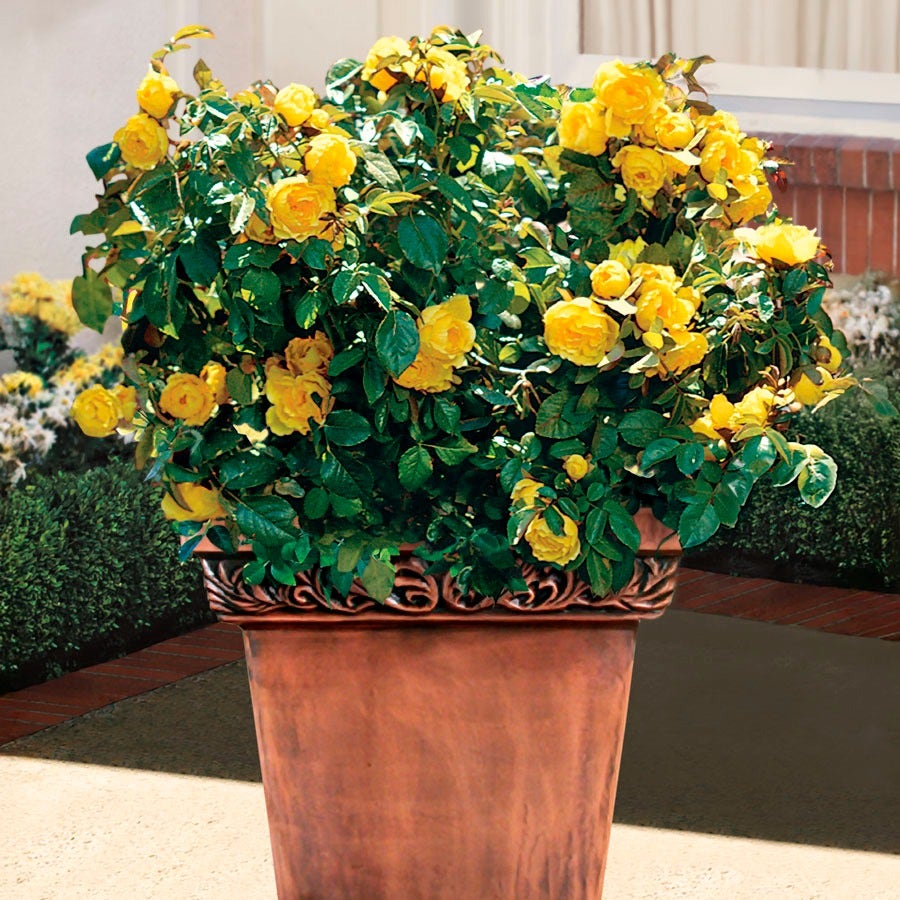 Walking on Sunshine Floribunda Rose