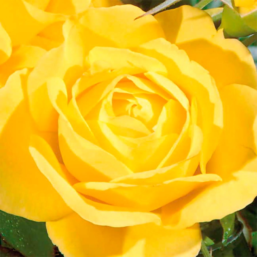 Walking on Sunshine Floribunda Rose