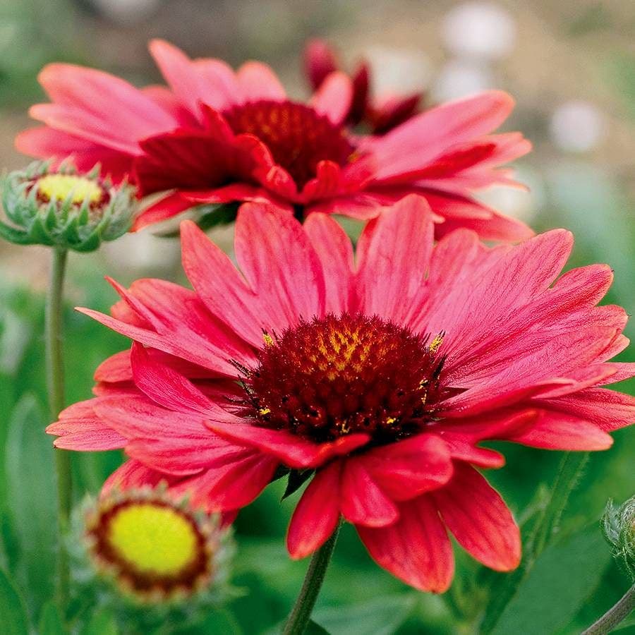 Gaillardia 'Arizona Red Shades' – Park Seed