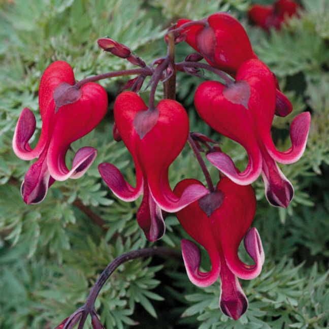 Burning Hearts Bleeding Heart