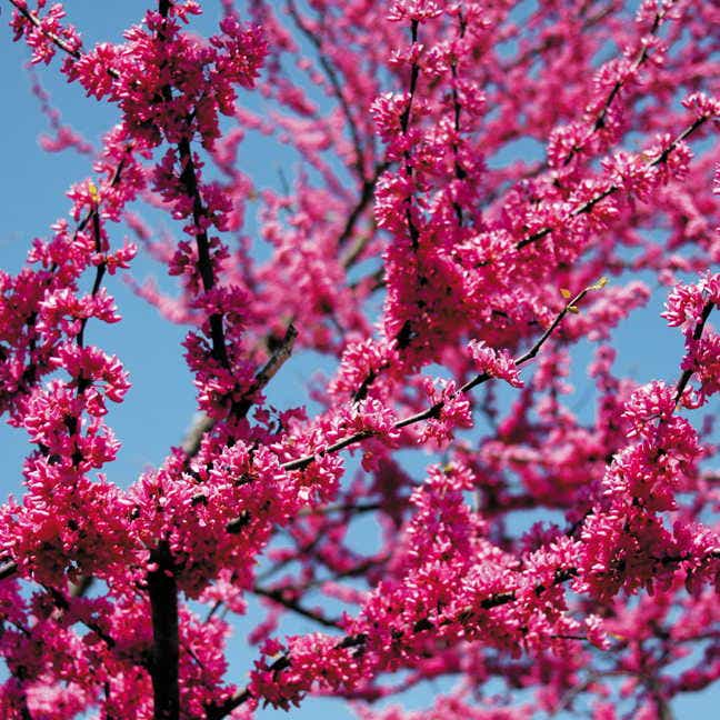 Appalachian Red Eastern Redbud