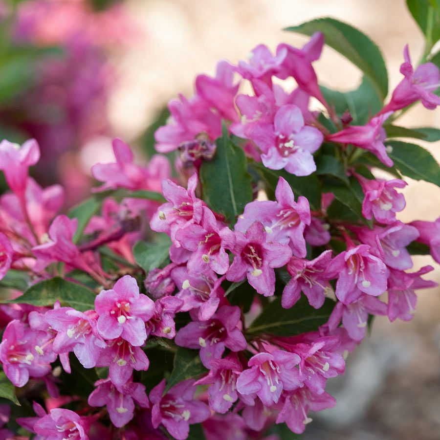 Weigela Sonic Bloom® Pink