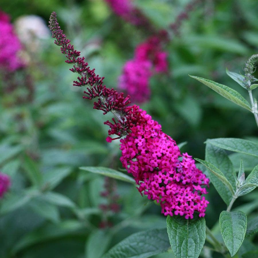 Buddleia 'Miss Molly'