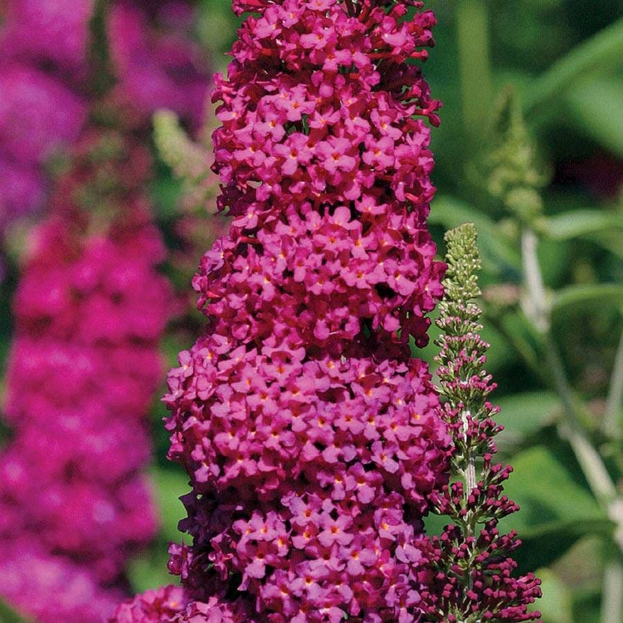 Buddleia 'Miss Molly'