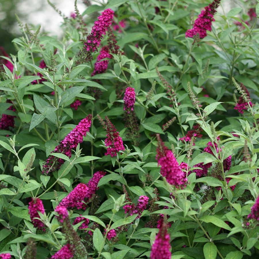 Buddleia 'Miss Molly'