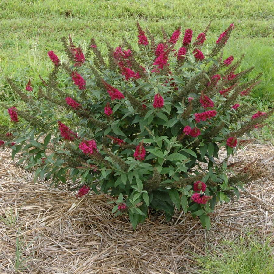 Buddleia 'Miss Molly'