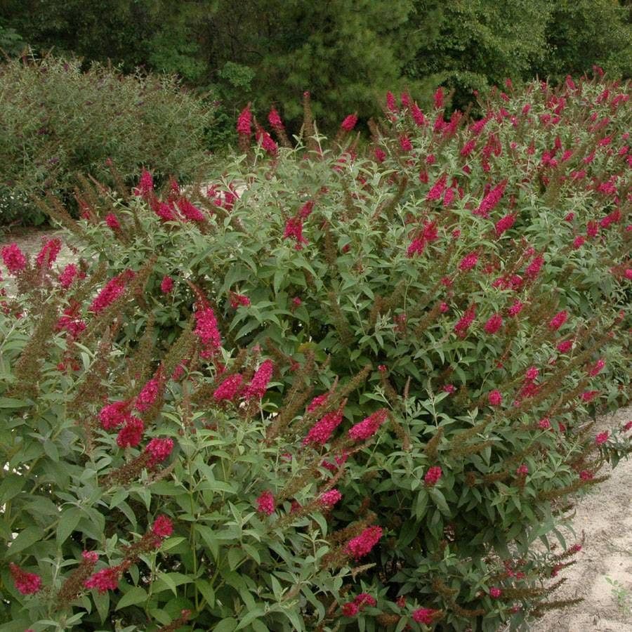 Buddleia 'Miss Molly'