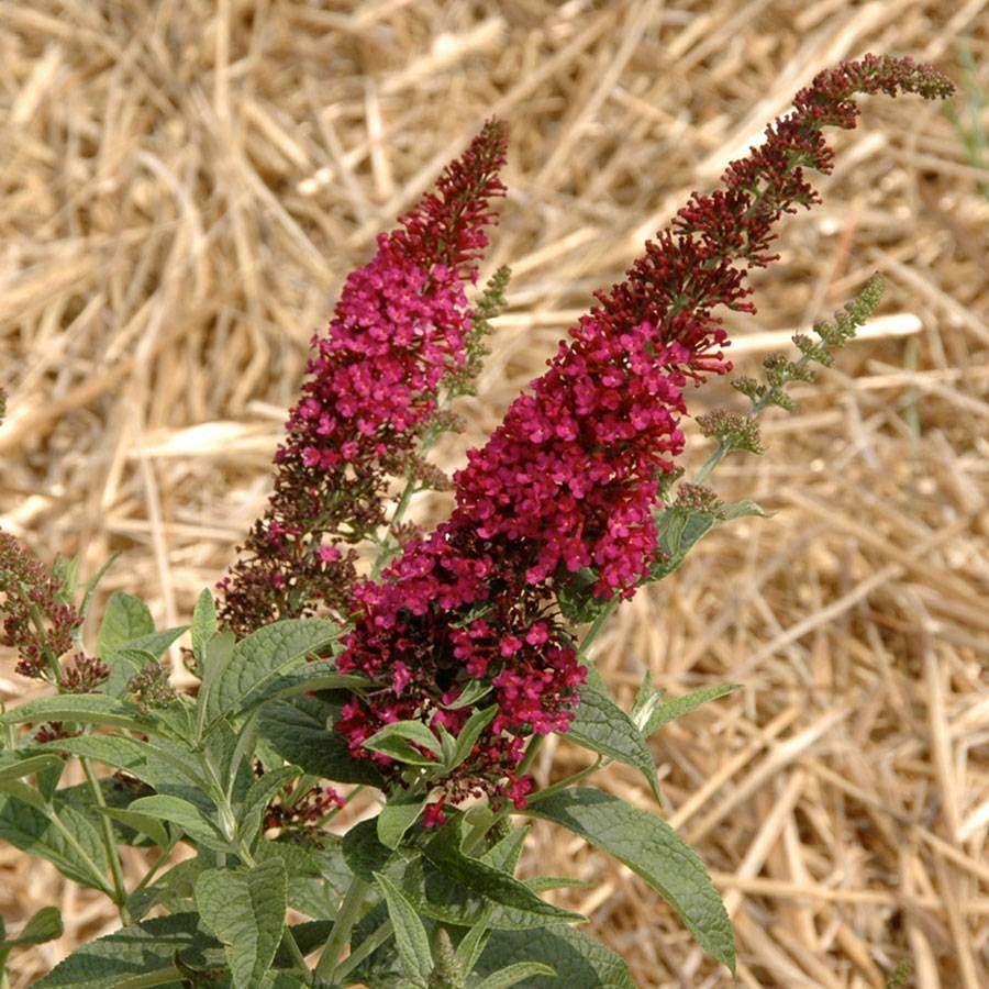 Buddleia 'Miss Molly'