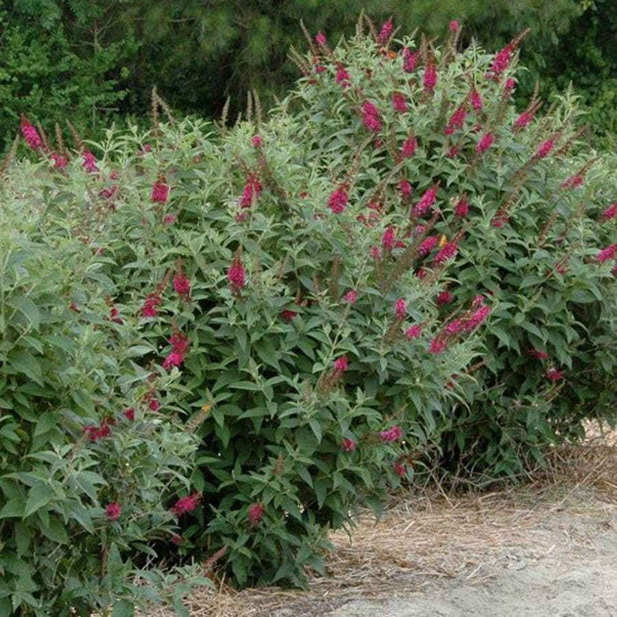 Buddleia 'Miss Molly'