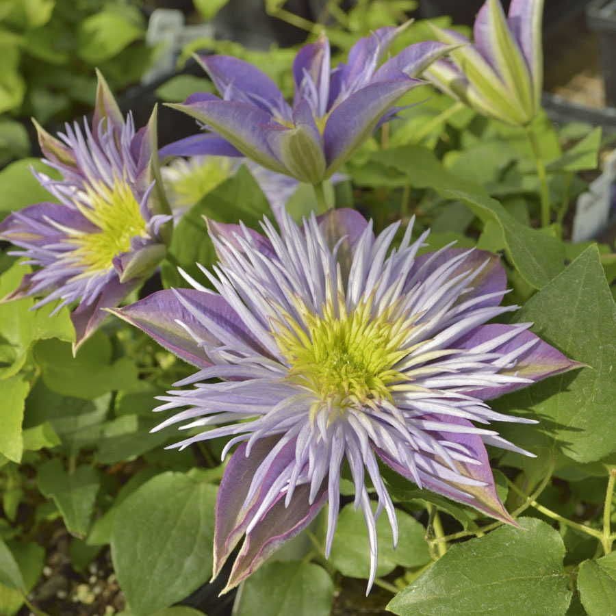 Crystal Fountain™ Clematis
