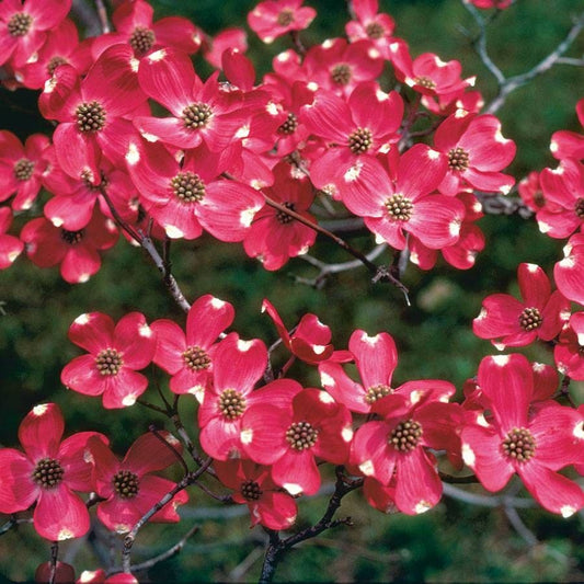 Cherokee Brave™ Dogwood